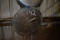 (6) EXTRA SAWS FOR TRIMMER