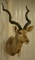 Large African Kudu Shoulder Mount