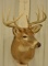 9-Point Whitetail Deer Shoulder Mount