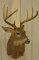 8-Point Whitetail Deer Shoulder Mount