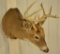 9-Point Whitetail Deer Shoulder Mount