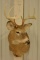10-Point Whitetail Deer Shoulder Mount