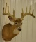 14-Point Whitetail Deer Shoulder Mount