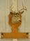 8-Point Whitetail Deer Shoulder Mount With Rack