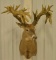 Replica Antlers Whitetail Deer Shoulder Mount