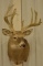 13-Point Whitetail Deer Shoulder Mount