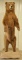 Alaskan Kodiak Bear Full Body Mount