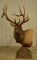 Boone & Crockett 8 X 8 Bull Elk Shoulder Mount