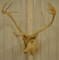 Large Caribou Shoulder Mount