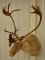 Caribou Shoulder Mount