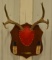 7-Point Deer Antler & Hoof Wall Plaque