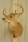 8-Point Whitetail Deer Shoulder Mount