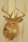 11-Point Whitetail Deer Shoulder Mount