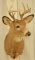 11-Point Whitetail Deer Shoulder Mount