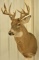 11-Point Mule Deer Shoulder Mount