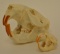 Pair Of Beaver Skulls Young & Adult