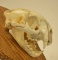 Mountain Lion Skull On Oak Display