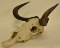 Black Wildebeest Skull