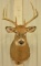 8-Point Whitetail Deer Shoulder Mount