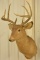 9-Point Mule Deer Shoulder Mount