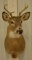 6-Point Whitetail Deer Shoulder Mount