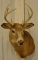 7-Point Whitetail Deer Shoulder Mount