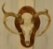 9-Point Whitetail Deer Skull On Walnut Plaque