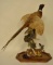 Flying Ring Neck Pheasant Mount Display