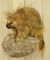 Full Body Porcupine Taxidermy On Rock Wall Display