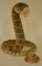 Pair Of Full Body Rattle Snake Mounts