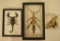 Lot of Three Insect Specimans