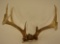 10-Point Deer Antler Skull Cap Mount