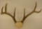 7-Point Deer Antler Skull Cap Mount