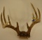 10-Point Deer Antler Skull Cap Mount