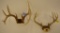 Pair Of Deer Antler Skull Cap Mounts