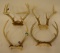 Lot Of Four Deer Antler Skull Cap Mounts