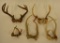 Lot Of Five Deer Antler Skull Cap Mounts