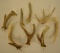 Lot Of Deer Antler Parts For Door Hooks & More