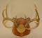 10-Point Whitetail Deer Antler Wall Plaque