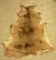 Whitetail Deer Hide