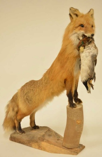 Fox With Bird In Mouth Full Body Mount