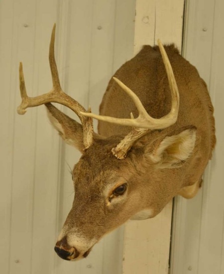 8-Point Whitetail Deer Shoulder Mount