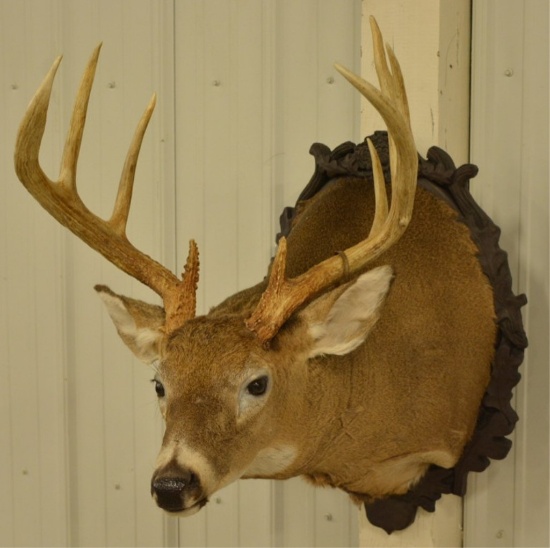 9-Point Whitetail Deer Shoulder Mount
