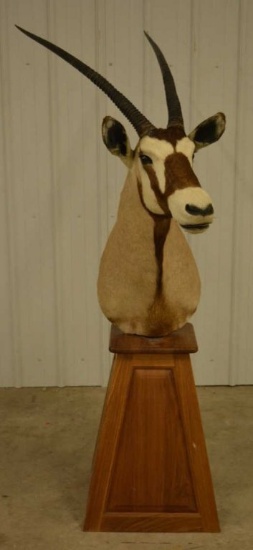 Oryx Shoulder Mount On Wooden Base-40" Horns