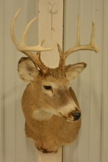 10-Point Whitetail Deer Shoulder Mount
