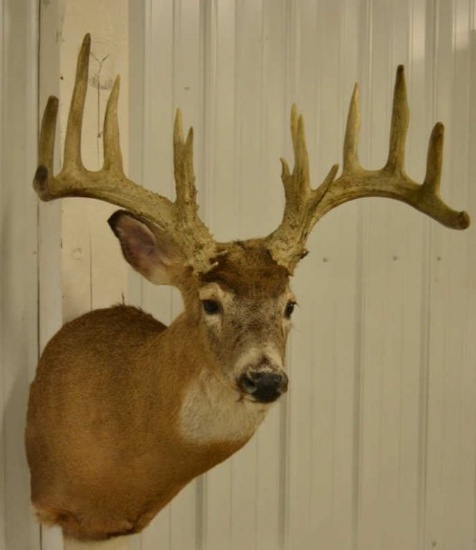 14-Point Whitetail Deer Shoulder Mount