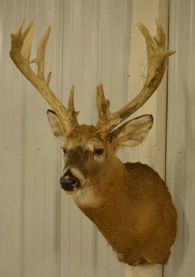 18-Point Whitetail Deer Shoulder Mount
