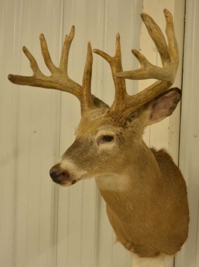 12-Point Whitetail Deer Shoulder Mount