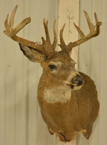 15-Point Whitetail Deer Shoulder Mount