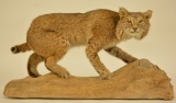 Full Body Bobcat Mount On Wooden Base